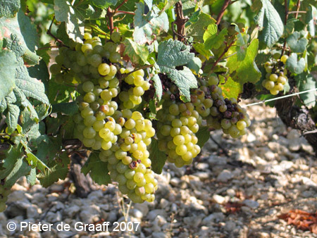 4d-grappes-02